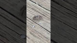 Little crab ran at me