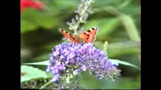 Butterfly Bush