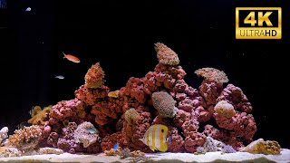 Aquarium Fish Tank in 4K | Best Relaxing Water Sounds for Sleep & Meditation (12 Hours)