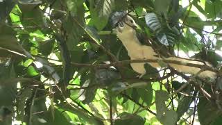 White Finlayson's Squirrel! Why It's Also Called Variable Squirrel.