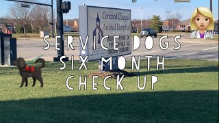 Service Dog check up