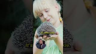 Cute Group of Hedgehogs