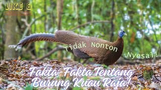 Fakta Menarik Tentang Burung Kuau Raja