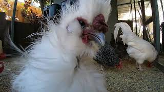 White Bantam Silkie Closeup!