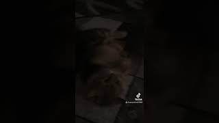 Cat Playing Clean Stick Is So Funny Laughing TikTok 😂🐱 #shorts