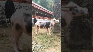 SALEKO Kerbau Termahal di Toraja