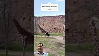 Giraffe Kicks Ostrich Like a Pro! Is This Just Survival Instinct? #wildlife #animals #shorts