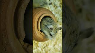 Hamster Found a New House for Her Babes