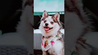 Cute Animals#661 |Funny animals Reaction 2021.