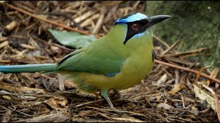 Welcome to Parker Aviary at San Diego Zoo