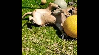 Lion Playing with Ball #lionplaying #shorta #amazinglion #akhunkhelyusafzai