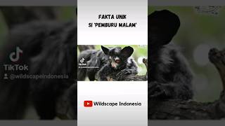 Fakta Unik! Aye-aye : Si Pemburu Malam! - Part 1 #viral #shorts #hewan #messi #fyp #faktaunik