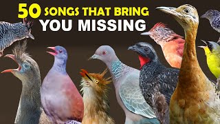 50 BIRD SONGS THAT MAKE YOU MISS THE FARM