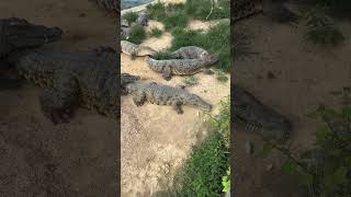 Bird getting step on instead eaten by crocodiles