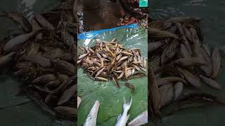 🐟Fish Lover Must Watch 🐠 Jhal Jhalia Fish Market 🐟Malda #shorts #shortvideo #shortsfeed