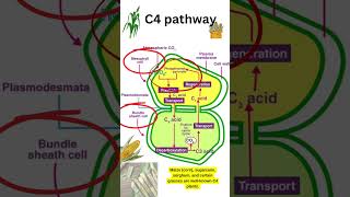 C4 pathway🌵🏜️ in 2minutes ☘️🌿🪴🌱#plantphysiology #plantvideos #biologynotes #latestshorts2024❤️