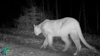 Impressive cougar captured on camera in northern Minnesota