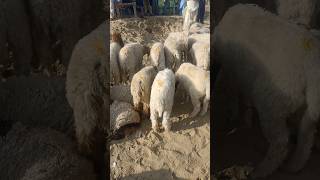 #sheepmarket desert sheeps with yellow tikmark