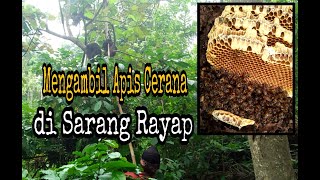 Mengambil Lebah Madu Apis Cerana - Lebah Madu