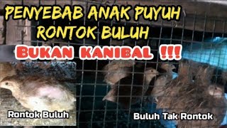 Satu Tip Supaya Anak Puyuh Tidak Rontok Buluh, bukan Kanibal !!! dan Puyuh Bertelur Umur 37 Hari