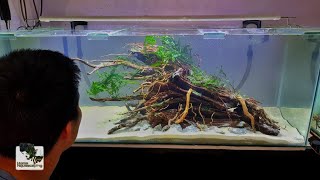 The Ultimate MALAYSIA Aquascape (Planting) #2