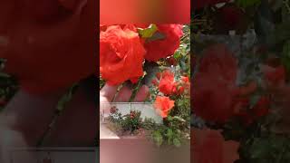 Добавьте 🌹❤️‍🔥Огня Розы 🌹🏡Салиты 🌹В ✅➡🤗свой Розарий моей уже 4 года #rose #flowers #shorts #garden 🏡