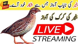 Batair ki awaaz||Batair ki awaz 2023||Rat KY shikar ki awaz||@Bilalbirdsfarming