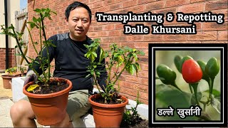 Dalle khursani | डल्ले खुर्सानी | Transplanting & Repotting Dalle Khorsani | Akabare| NepaliFamilyUK