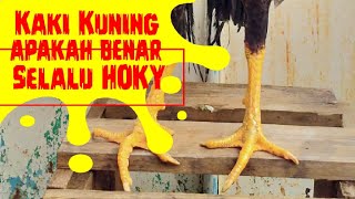 Ayam Kaki Kuning, Seperti Apa kelebihannya dan Apakah Benar Selalu Berpotensi Juara?