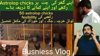 how to start Astrolop chicks or hens business compelete detail | usman ptclwala business Vlog |