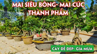 09/07. Mai Siêu Bông Bình Lợi, Sài Gòn, Giảo Cánh Tròn, Bạch Mai Giá Rẻ.☎Trang 0971.118.064