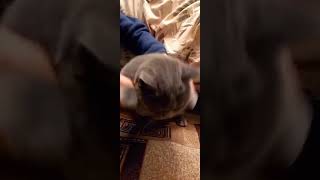 Чипи чипи чапа чапа. Chipi chipi chapa chapa. dancing cat