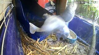 Baby pigeon 20-day old is happy when parents are home...