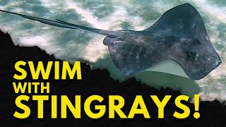 Swim With Stingrays! | Bimini, Bahamas