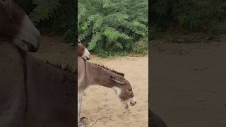 #animals #donkey #youtubeshorts #shortsfeed #shortvideos