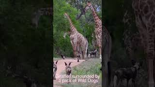 🐶Wild Dogs Surrounding Giraffes🦒#youtube #wilddog #giraffe #shorts