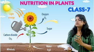 Nutrition in Plants - Chapter 1 Class 7 Science by Chetna Sharma  || Sharpmindz ||