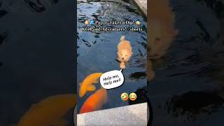 🐶💦 Puppy Takes a Dip! 🐠  Koi Pond Adventures! #shorts #cute #cutepuppy #puppy