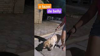 caminhada noturna #shorts #belly #labrador #retriever #cachorro #caminhando #dog #doglover #doglife