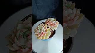 Satisfying Succulent Diy #70