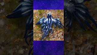 Alien-Like Sea Creature 👽 #shorts #blueseadragon #fact #everythingfacts