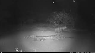 19 September 2024 brown hyena