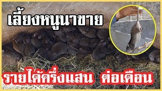 เลี้ยงหนูนา พารวย | รายได้ครึ่งแสนต่อเดือน |