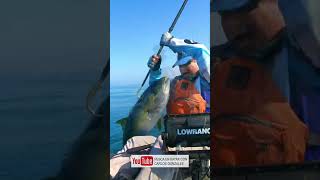 Yellowtail kayak fishing #shorts #ensenada