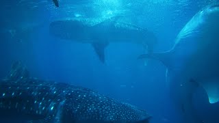 TIBURON BALLENA (WHALE SHARK)  ISLA MUJERES MEXICO