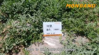 Bacillus MB 35 5 Field Trial in Watermelon