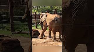 Zoo Atlanta Elephant