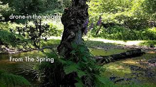 From the Spring | relaxing music video featuring exploration of Holford Combe in the Quantock Hills