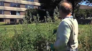 Roundup Concentrated Weedkiller | Video | Roundup Weedkiller