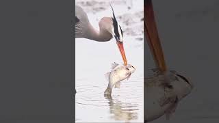 bird eating fish....it's really scary